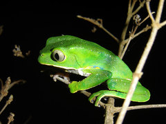 Phyllomedusa burmeisteri