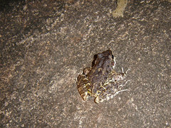 Thoropa miliaris