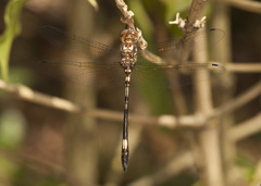 Brechmorhoga praecox