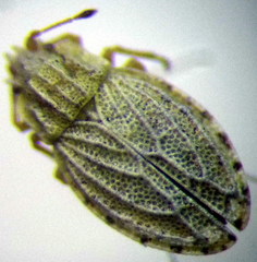 Parapiesma kochiae