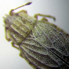 Parapiesma kochiae