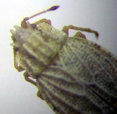 Parapiesma kochiae