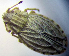 Parapiesma kochiae