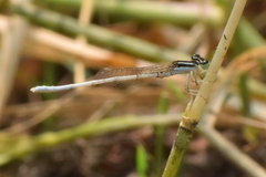 Agriocnemis lacteola