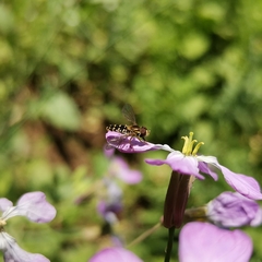 Toxomerus vertebratus