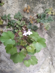 Cymbalaria muralis