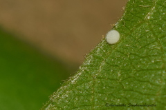 Mahathala ameria