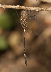 Brechmorhoga praecox