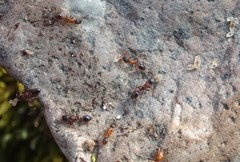 Leptothorax acervorum