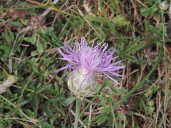 Centaurea deusta
