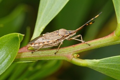 Omyta centrolineata
