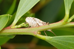Omyta centrolineata