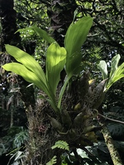Catasetum tabulare