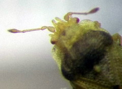 Parapiesma salsolae