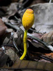 Leucocoprinus brunneoluteus