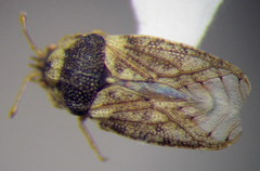 Parapiesma salsolae