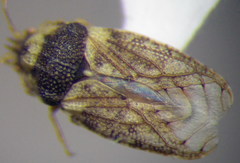 Parapiesma salsolae