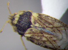 Parapiesma salsolae