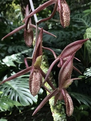 Catasetum tabulare