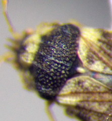 Parapiesma salsolae