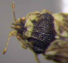 Parapiesma salsolae