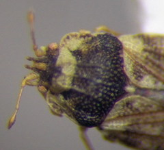 Parapiesma salsolae