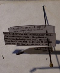 Parapolycrates ciliatus