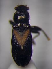 Parapolycrates ciliatus