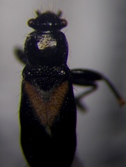 Parapolycrates ciliatus