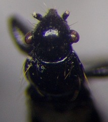 Parapolycrates ciliatus