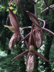 Catasetum tabulare