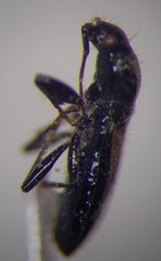 Parapolycrates ciliatus