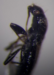 Parapolycrates ciliatus