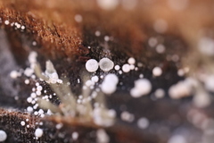 Polydesmia pruinosa