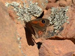 Pseudonympha trimenii