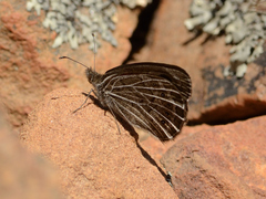 Pseudonympha trimenii