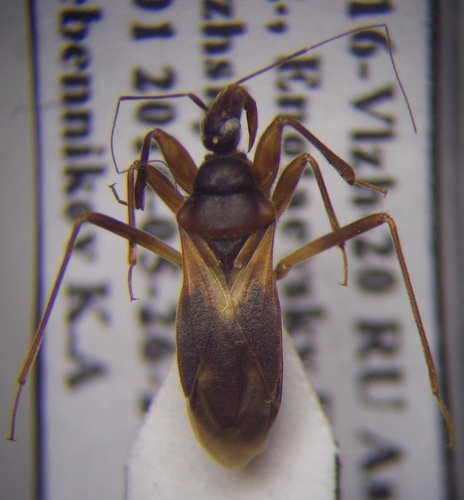 Pasira basiptera