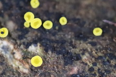 Calycina claroflava