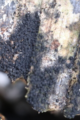 Chaetosphaerella phaeostroma