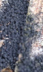 Chaetosphaerella phaeostroma