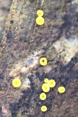 Calycina claroflava