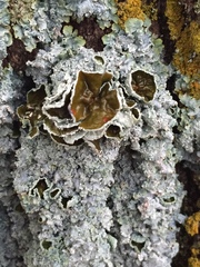 Punctelia bolliana image
