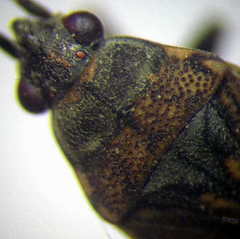 Peritrechus nubilus