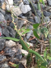 Atriplex acadiensis