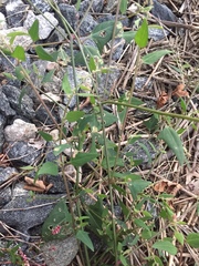 Atriplex acadiensis