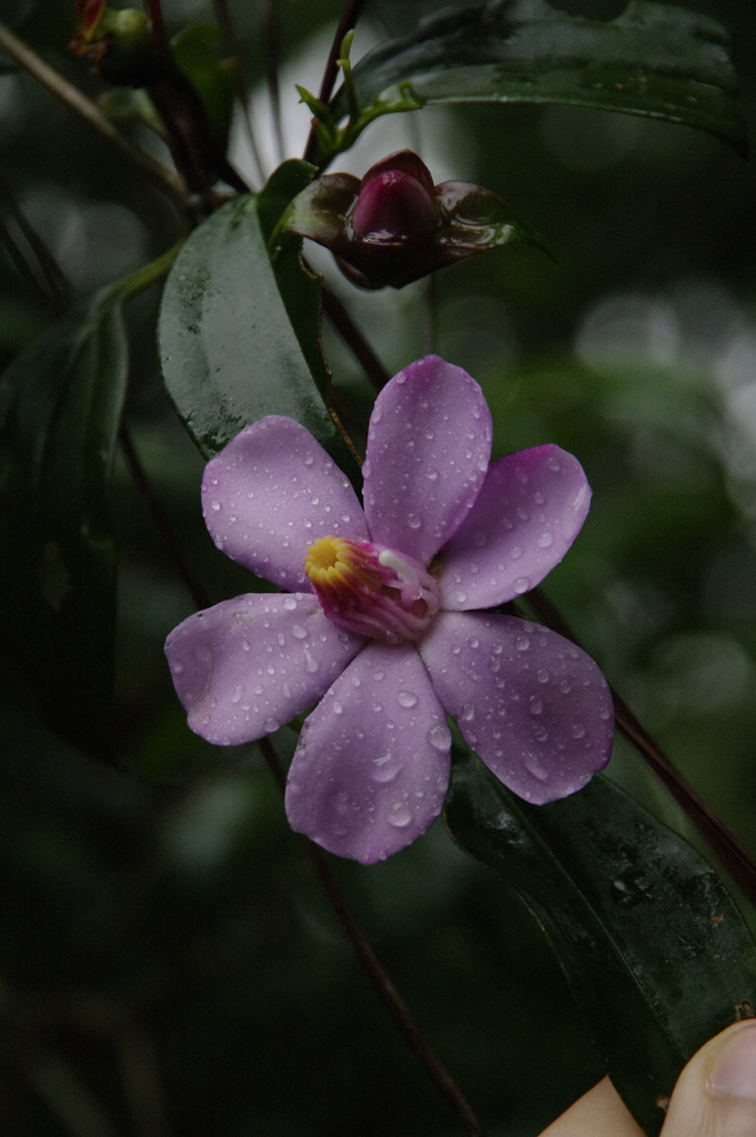 Blakeeae