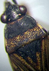 Peritrechus