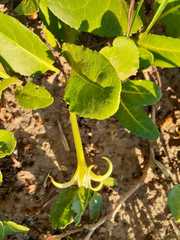 Jaborosa integrifolia