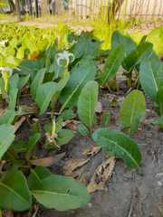 Jaborosa integrifolia