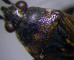 Peritrechus